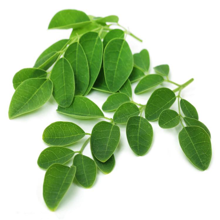 Moringa Leaf Dryer Machine,Moringa Leaf Drying Machine,Moringa Leaf Dryer